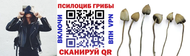 наркотики  Карачаевск  Псилоцибиновые грибы Cubensis 